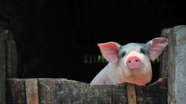 家庭农场将得到国家支持！家庭养猪业也将迎来发展的“春天”