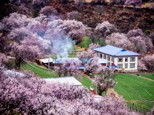 再过一个月，国内这处桃花盛景就要藏不住啦！囊括高原最美雪山！