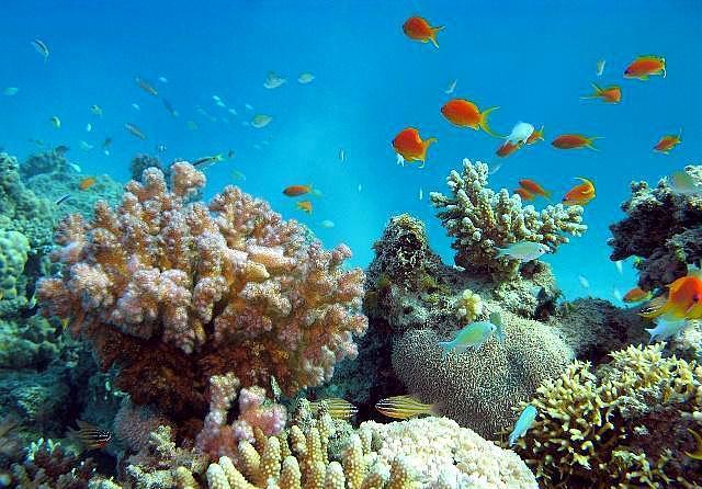 为什么四面环海的南海永暑岛，会有地下淡水？