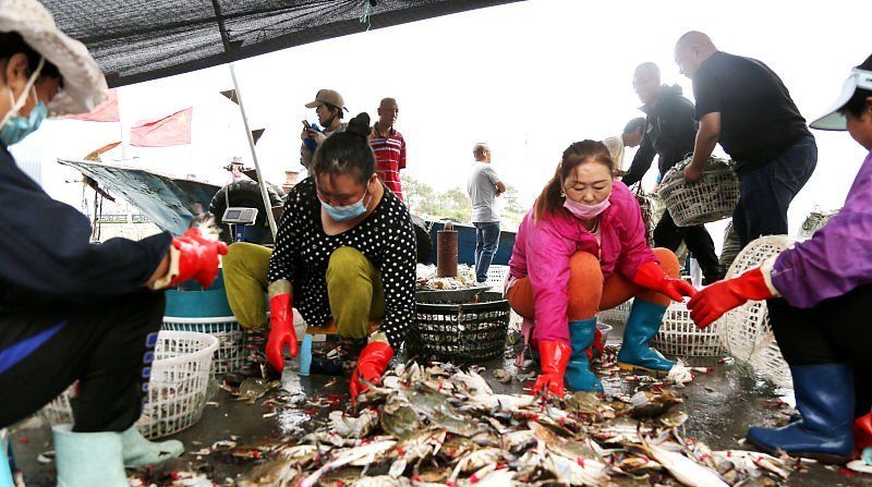  上市@中秋节前梭子蟹大量上市，连云港每天上岸30多万公斤，畅销