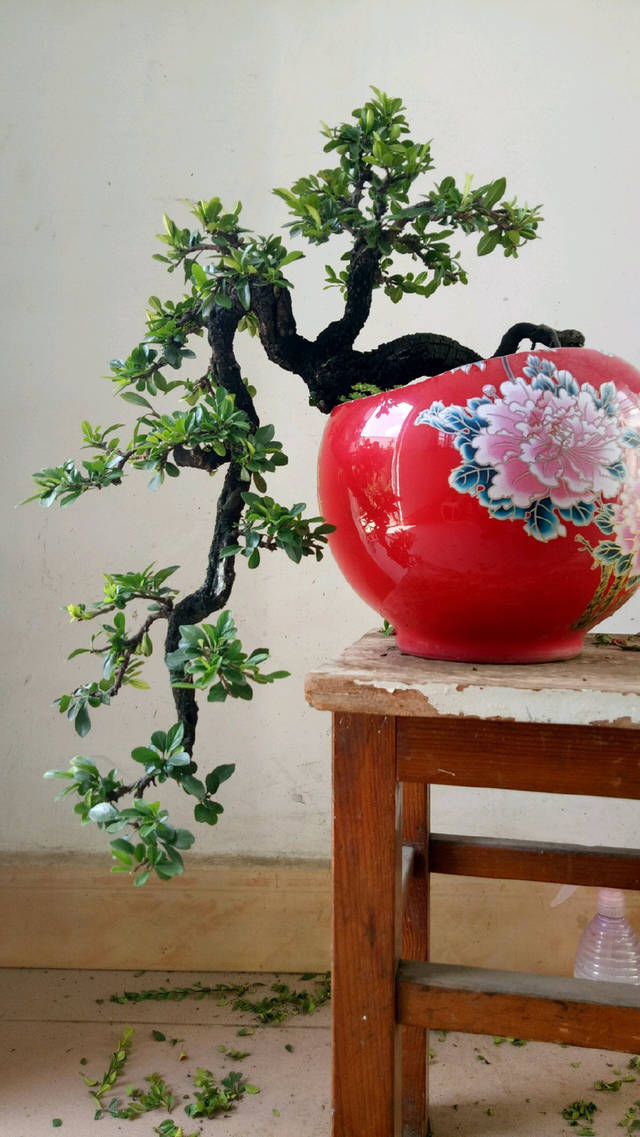  『没商量』小叶鼠李微盆景，剃头开始，换个发型就是帅哥，爱上微盆景没商量