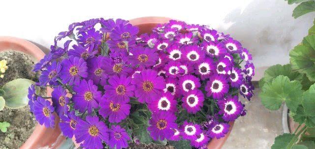  『花开易』花色绚丽耀眼，花开易“爆盆”，好养易活花期长，盆栽养花选它！