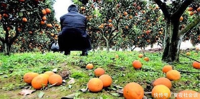  [农产品]水果滞销后，为何总是中间商背锅？