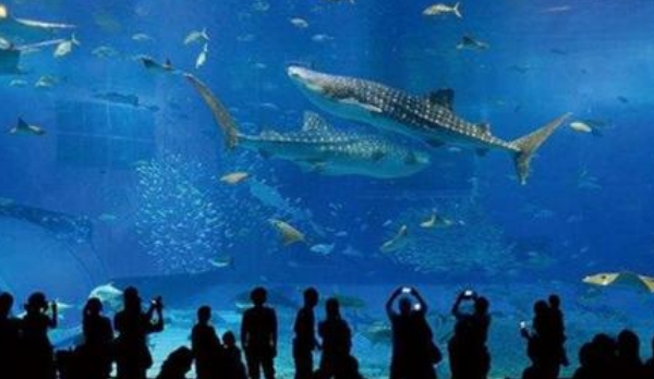 世界上最大的水族馆：安检比机场还严，里面住着世界最大的鱼类！