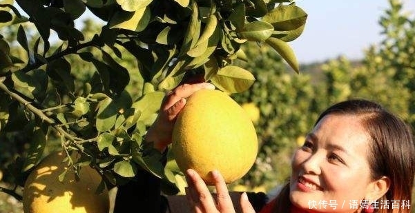  [想太多]红心柚1斤9毛，随便摘！果农：这价格能卖掉就好，不敢