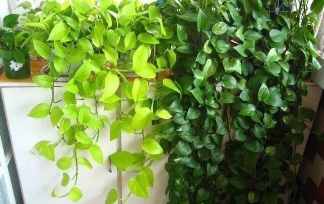  「生长」家养绿萝，就用这种“天然肥水”，1根枝窜“几米”，长成瀑布！