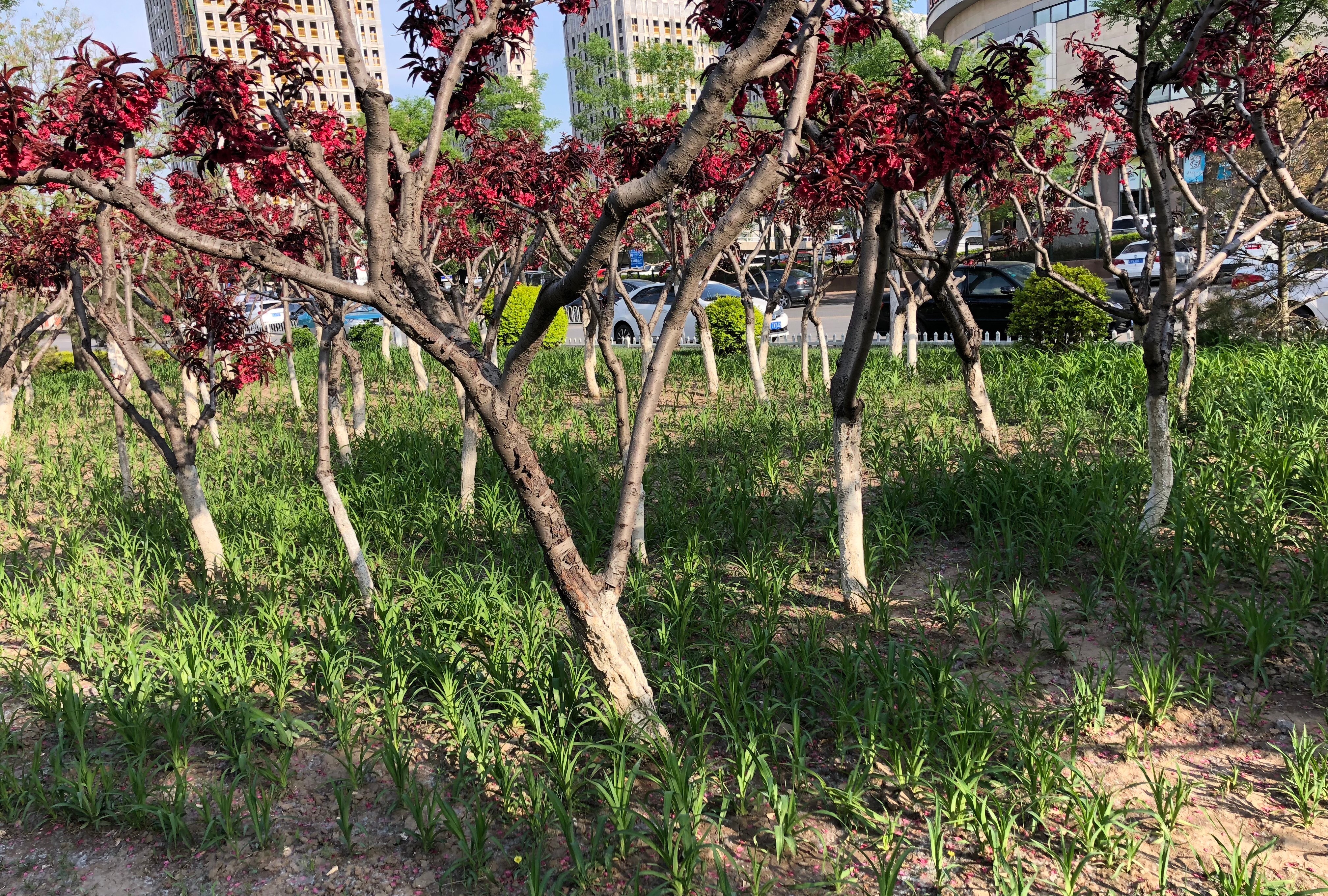 人间四月芳菲尽，一帘幽梦绿芳来