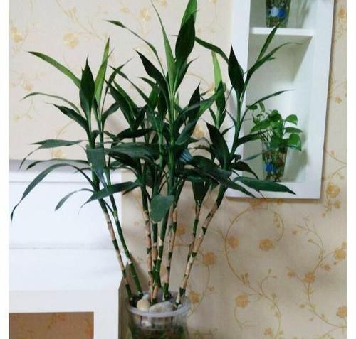 『一不小心』就这5种花,不能晒太阳,一不小心就晒死,不妨你就试一试
