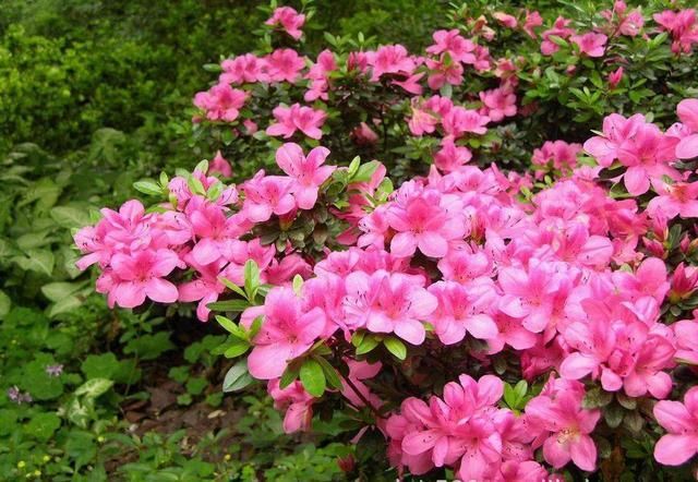  「黄叶」过年买的杜鹃花，干枯黄叶、落花苞？教你5招，养成茂密盆栽