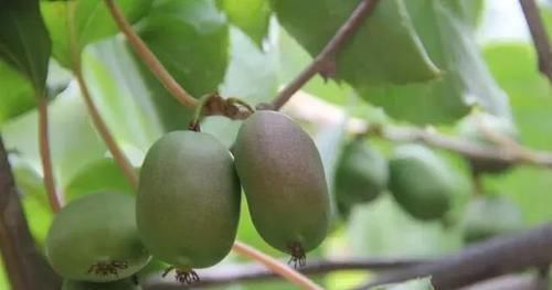  味道：有阳台别浪费，此果树种2棵，一年结果多多，味道甜如蜜