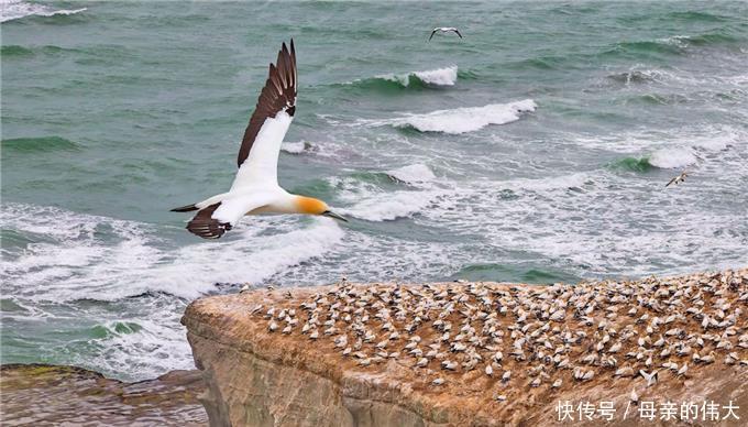一座被海鸟霸占上百年的岛，上岛会被海鸟攻击，渔民们都绕道而行