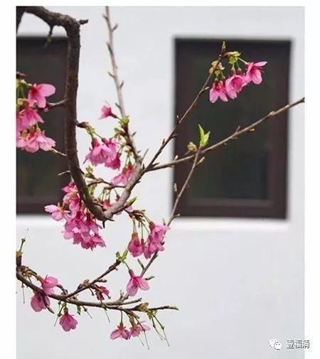 福清樱花太美！春节不用去日本在这里就可以看见大片樱花园~