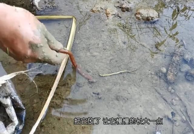 农村小哥到野外挖泥鳅，抓到一条“大货”直接放生，等长大再来