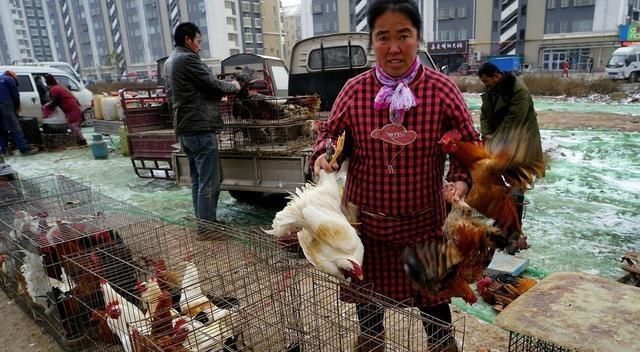  「成交价1」屠宰场都在抢杀肉食鸡，蛋鸡养殖户不要过来凑热闹