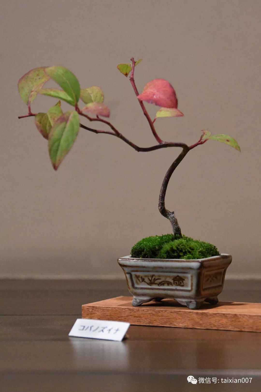 微盆景:把玩古朴的雅趣
