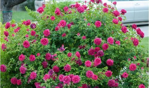  『能养』这花很好看，院子阳台都能养，2年长一片，见的人都拍照发朋友圈