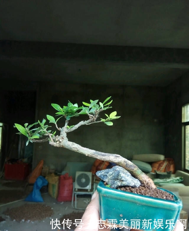  【子花小】有材料就有小盆栽，欣赏几盆大叶栀子花微盆景，短小精悍造型精美