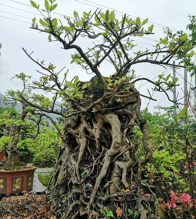  『悬崖式盆景』盆景大咖说玩盆景少不了玩根，那么盆景桩头的根系造型有哪些