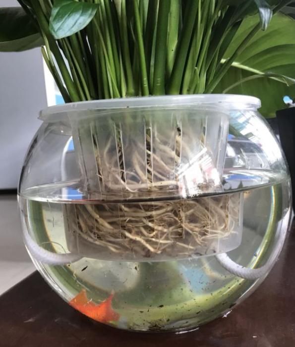  【就能开】6种花，最适合水养，一开花就是好几个月！