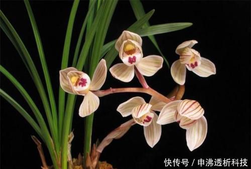 『不当』四月养兰花,养护不当容易烂根,花苞也枯萎,一招教你解决!