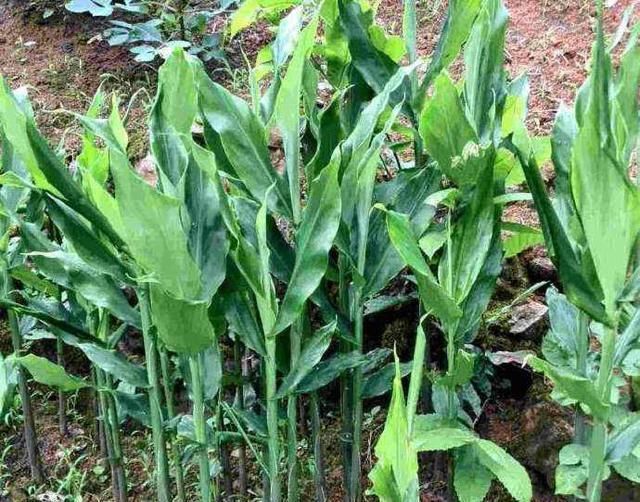  [可惜]它极为珍贵，人称“亚洲人参”，农村常见却常被当成野草