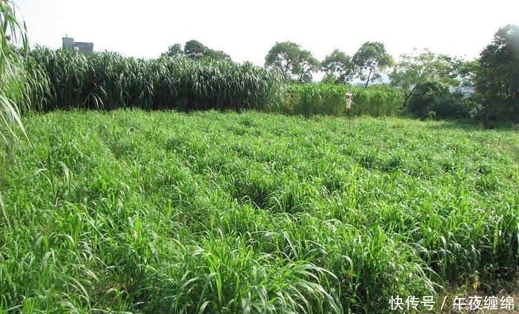  #我国#每年亩产15吨，牛羊鸡鸭鹅都能吃，引入我国20年，却推广