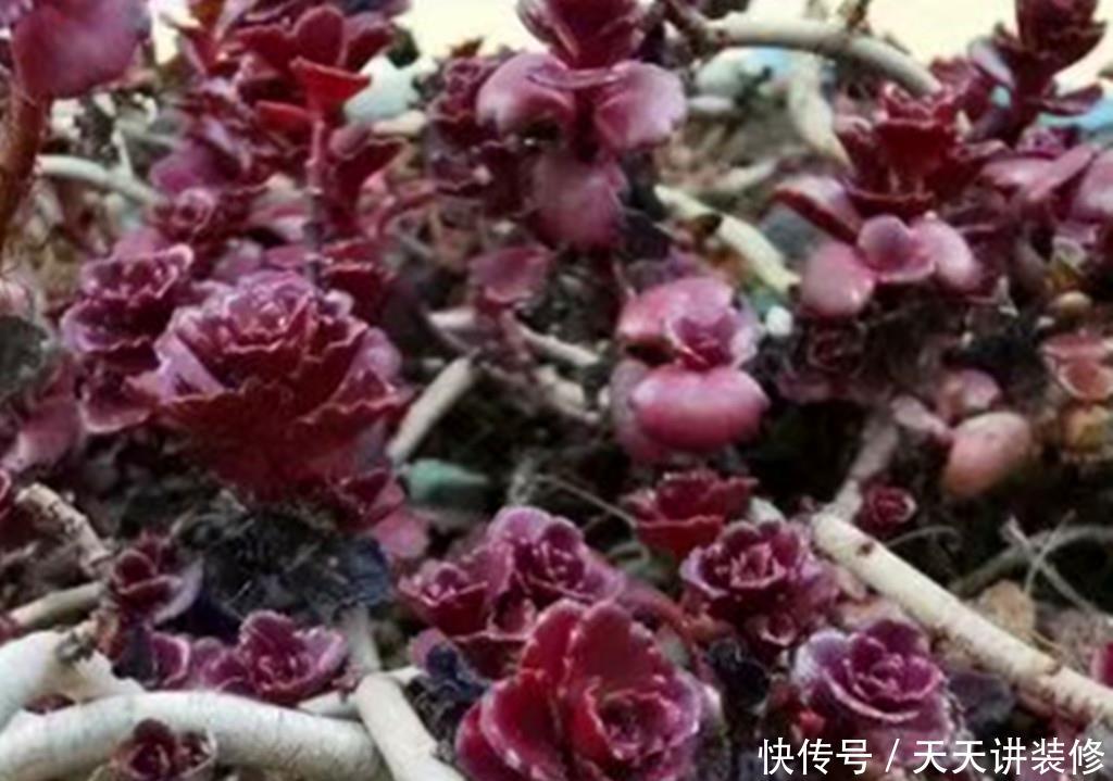  『冬天』多肉小球玫瑰，繁殖能力如野草，冬天也能快速爆盆，紫红一片