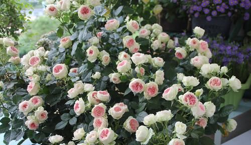  #风信子#这些花美易爆盆的花卉，花色柔美，丢到小院成花海，四季开花不断