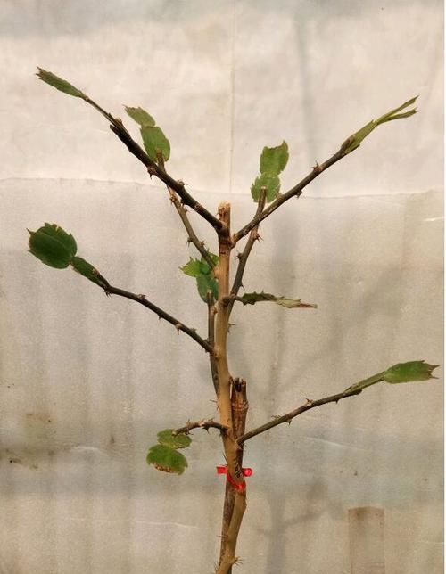  #花塔#一根叶仙把蟹爪兰嫁接成了花塔，开花壮观成瀑布，嫁接存活6绝招