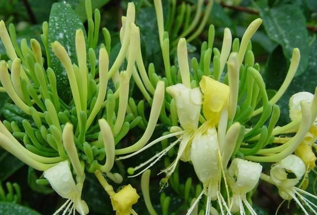 「植物」在家养这几种植物,堪称“天然的小药箱”!
