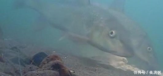  『灵好』钓野生鲤鱼，调漂调钝好还是调灵好？我来教你，学会后使劲上大鱼