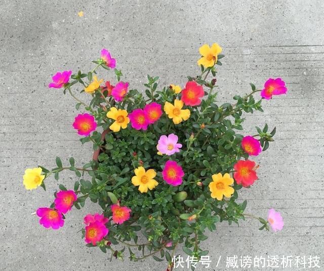 『蓝雪花』春天养了“4种花”,一出太阳就开花,花量大颜色美,是开花机器