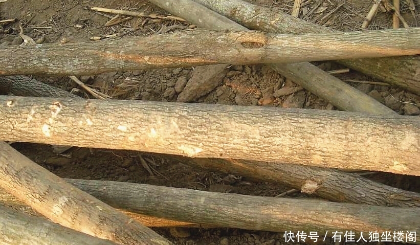 农村爷爷不种庄稼改种树，光卖树皮年利润几十万，啥树皮那么值钱