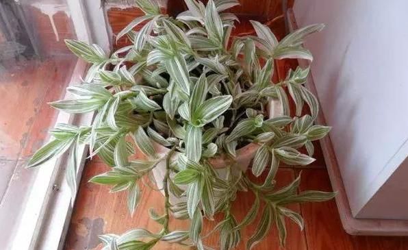  【养花】养花细节很“重要”,5种必备的养花小技巧,这些你都知道吗?