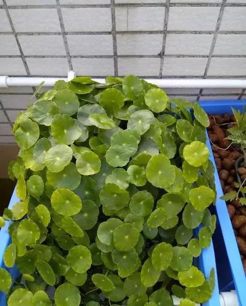  「最适合」盆栽浇水就死，试试这些“喜水”植物，再也不用担心浇花浇死了