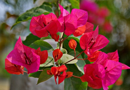 『心旷神怡』适合养在家里的几朵花,养护简单花期长,让人心旷神怡