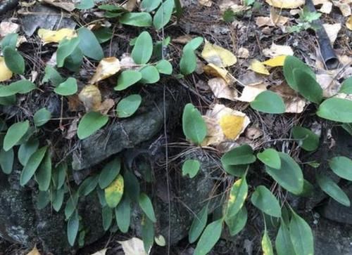 『山上』在山上,“1种草”紧贴石头生长,人称“石苇”,价值高,请保护