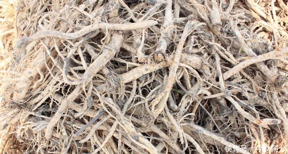  #利润#亩利润5千，家家户户不种粮，如今田里堆成小山，种植户：