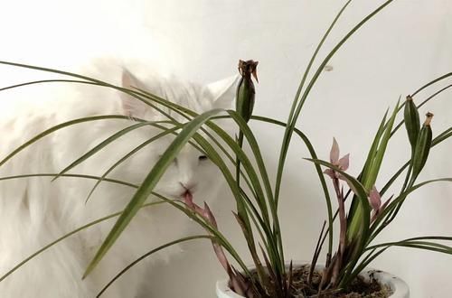  『植物』兰花根系和开花的关系，磷酸二氢钾会使兰花中毒是怎么回事？