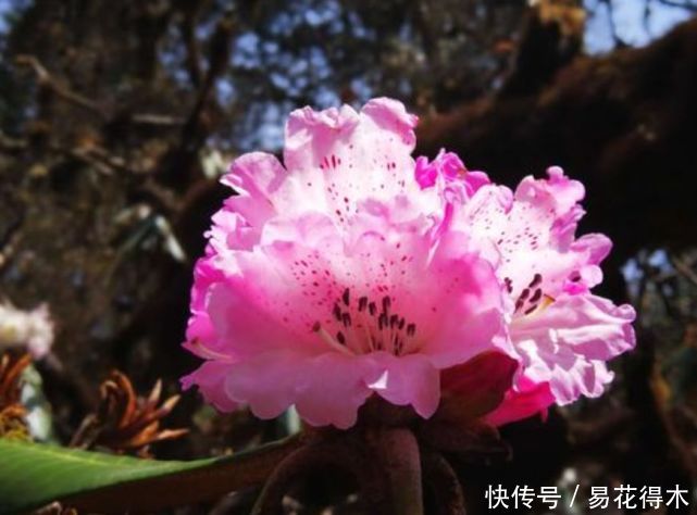  「杜鹃」国家Ⅱ级珍稀濒危物种|花色妖娆的大王杜鹃