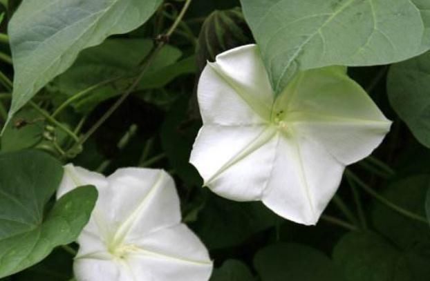  『开似』这“月光花”，花开似月、花朵大，一到晚上，花朵开满如“瀑布”