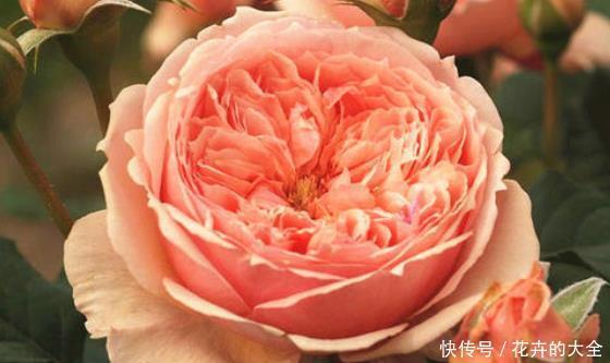 香味|新手养花不如养一盆“真宙”,花色艳丽,香味浓郁,适合盆栽养殖