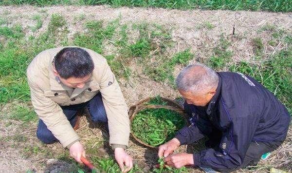  【村民】春季农村的5种野菜，村民不稀罕，城里人当“宝贝”，纷