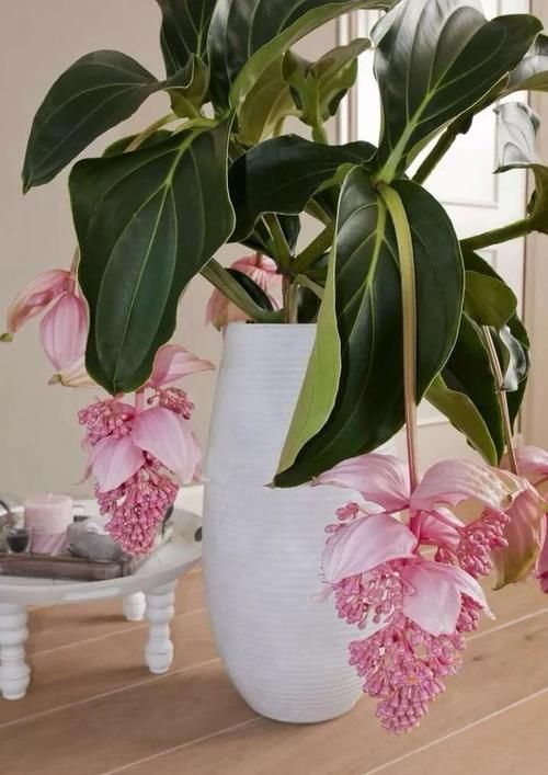  『室内』好看、小巧的室内观花植物，这几种就不要错过了