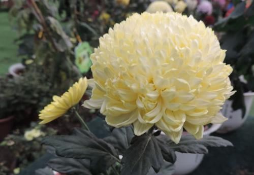  「亮睛」喜欢菊花，不如养盆“珍品名菊”黄金麦穗，似金色绣球，夺目亮睛