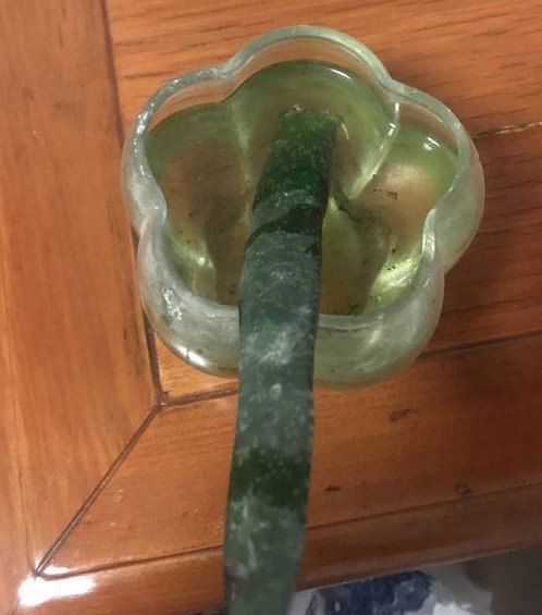  『植物』不小心将“芦荟”叶子掰断了，把它放在水里，结果这样了……