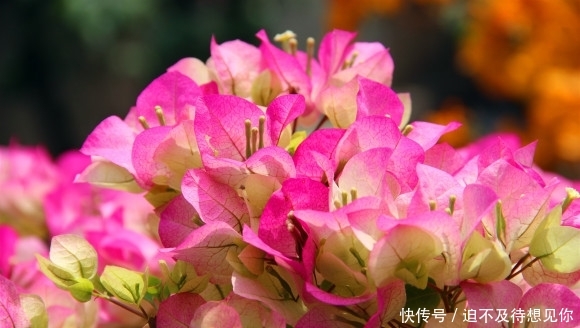  「肥养」家里有这3种花，大水大肥养，夏天要“暴晒”，晒的狠开的多