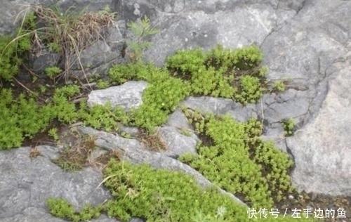 『殊不知』小溪边的“杂草”,殊不知是“多肉”,挖2棵养,2个月变成20棵