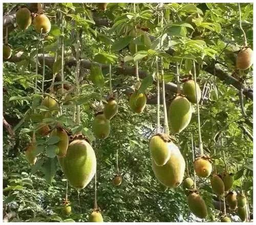 沙漠中的“全能”树：果实枝叶能治胃癌，树干能储2吨水还能住人