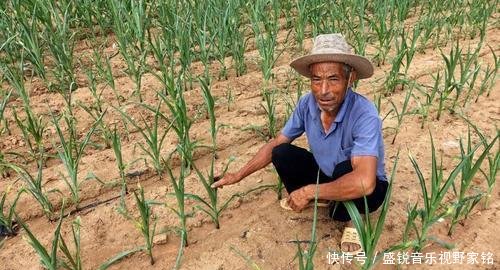  调整|农村粮补政策有所调整，这4类人不能再领，农民别因小失大